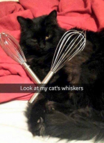 whiskers.png