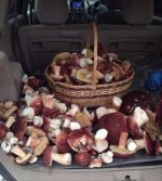 Shrooms photos-82-3.jpg