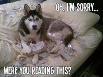 Dog your-funny-animals-35.jpg