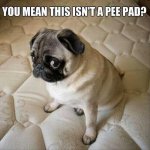 Dog 2 your-funny-animals-68.jpg