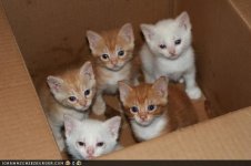 kittens_in_a_box.jpg