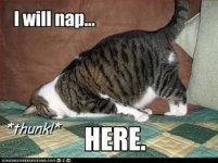 cat.jpg