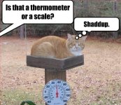 cat2.jpg