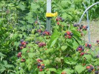 first berries 005.jpg