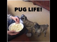 pug corn.jpg