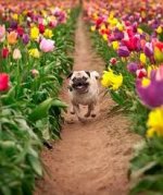 Tulip pug.jpg