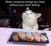 Cat 2 -funny-102.jpg