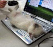 0123cat.jpg