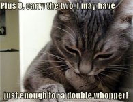 cat1.jpg