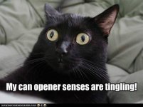 Another Black Cat.jpg