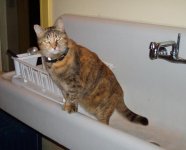 cat2.jpg