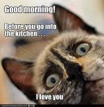 Kitty Love.jpg