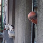 cat3.jpg