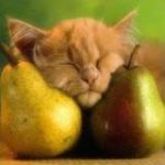 sleeping cat pears.jpg