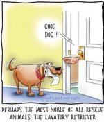 Funny-dog-cartoon2.jpg