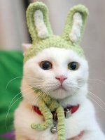 875-funny-rabbit.jpg
