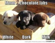 Chocolate Labs.jpg