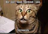 th_thfunnyparanoidcat.jpg