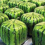 Watermelons.jpg