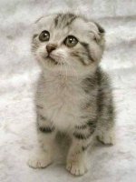 cat.jpg