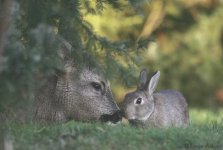 Bambi_Thumper4.jpg