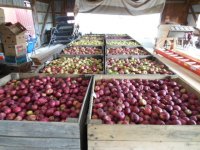 apples 001.jpg