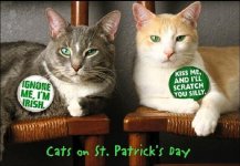 st. pat's cat 4.jpg