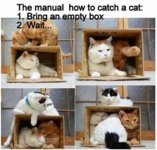 how to caych a cat.jpg