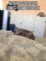 nothing good ever comes from that look.jpg