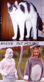 mouse.JPG