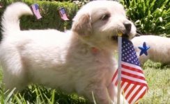 4th-july-patriotic-puppy.jpg