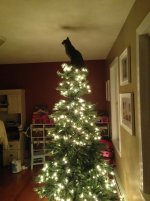 cats-destroying-trees-christmas-492__60.jpg