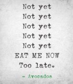 Avocados Not-yet-not-yet....jpg