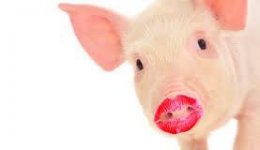lipstick on a pig.jpg