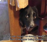 Dog 2 the-funny-animals-6-5.jpg