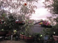 Garden at twilight 1.JPG