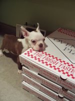 doggy pizza 3 _03.jpg