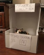 Cat the-funny-animals-17-2.jpg