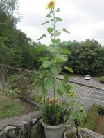 Kathy's sunflower in the pot.JPG