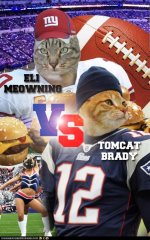 funny-pictures-teh-sooper-bowl-eli-meowning-vs-tomcat-brady.jpg