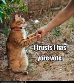 cat_vote.jpg