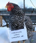 Pets animals the-chickens-12.jpg