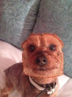 Dog-Slice-Bread-Hat.jpg