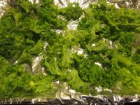 Kale chips 1.JPG