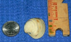 tiny_baby_clam_shell.jpg