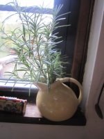 Rosemary cuttings.JPG