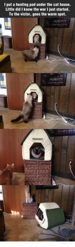 cat 1 - warm cat house.jpg