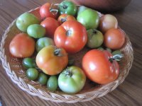 green tomatoes.JPG