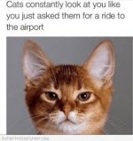 cat airport.jpg