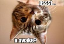 cat awake.jpg